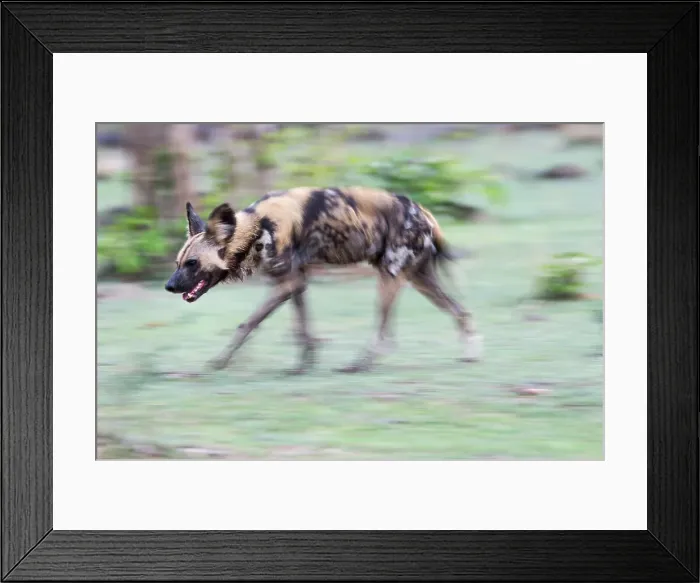 Framed Print : Adult female Painted Hunting Dog (Lycaon pictus) Framed Print : Adult female Painted Hunting Dog (Lycaon pictus)
