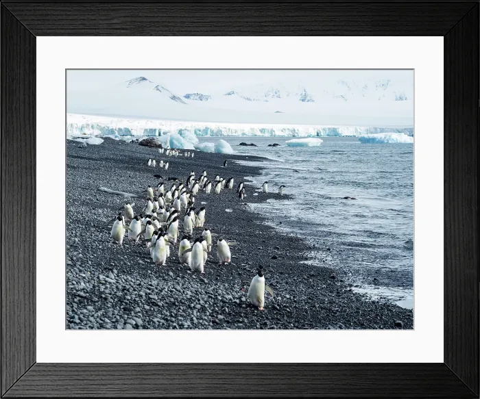 Framed Print : Adelie Penguins Antarctic Peninsula Antarctica Framed Print : Adelie Penguins Antarctic Peninsula Antarctica
