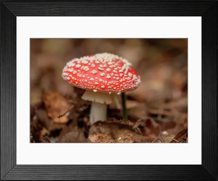 Framed Print : Fly Agaric (Amanita muscaria) single toadstool Framed Print : Fly Agaric (Amanita muscaria) single toadstool