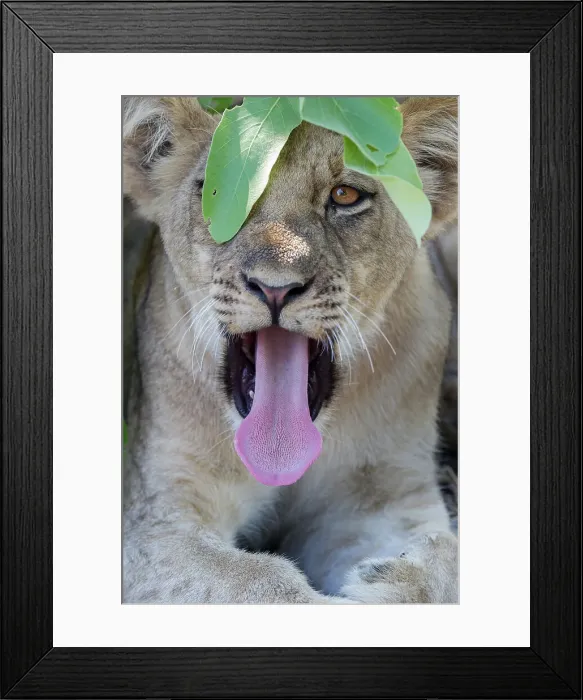 Framed Print : Male Lion cub (Panthera leo) resting / yawning under a bush Framed Print : Male Lion cub (Panthera leo) resting / yawning under a bush