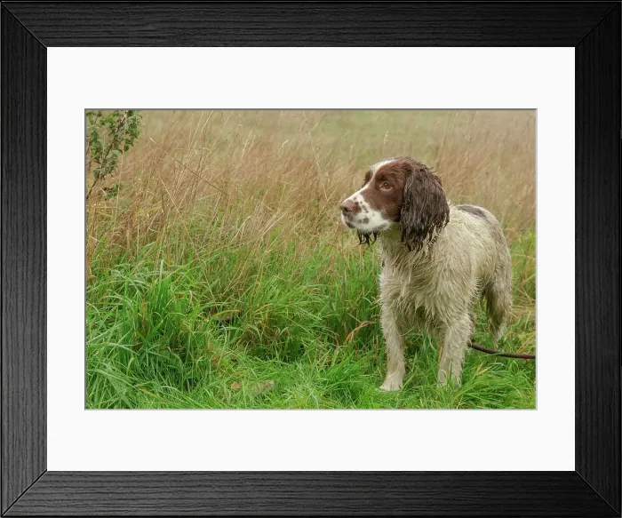 Framed Print : Springer Spaniel at Pheasant shoot Framed Print : Springer Spaniel at Pheasant shoot