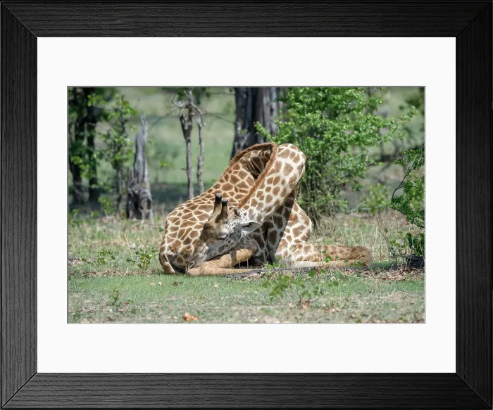 Framed Print : Male Thornicroft's Giraffe (Giraffa camelopardalis) resting / sleeping Framed Print : Male Thornicroft's Giraffe (Giraffa camelopardalis) resting / sleeping