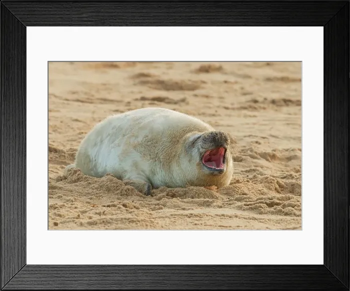 Framed Print : Grey seal pup (Halichoerus grypus) breeding colony Framed Print : Grey seal pup (Halichoerus grypus) breeding colony