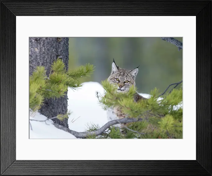 Framed Print : North American Bobcat (Lynx rufus) in conifer forest Framed Print : North American Bobcat (Lynx rufus) in conifer forest