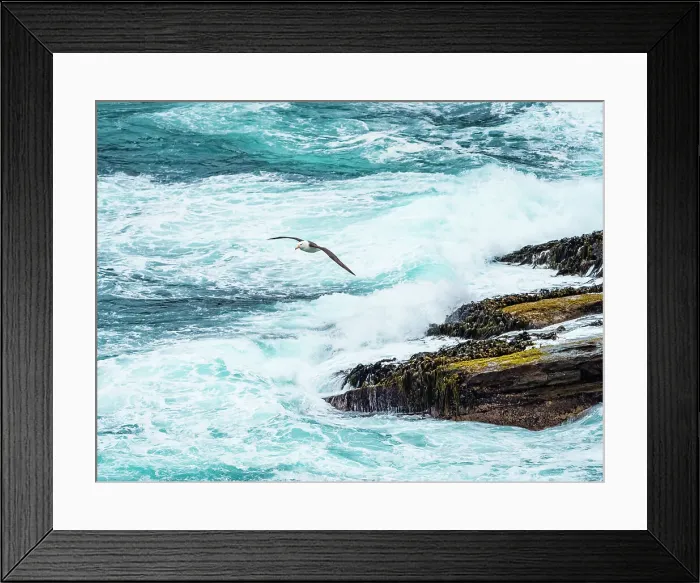 Framed Print : Black-browed Albatross Climate Change Falkland Islands Framed Print : Black-browed Albatross Climate Change Falkland Islands