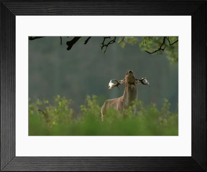 Framed Print : Fallow Deer (Dama dama) stag during rut Framed Print : Fallow Deer (Dama dama) stag during rut