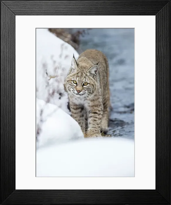 Framed Print : North American Bobcat (Lynx rufus) stalking along the edge of the Madison River Framed Print : North American Bobcat (Lynx rufus) stalking along the edge of the Madison River