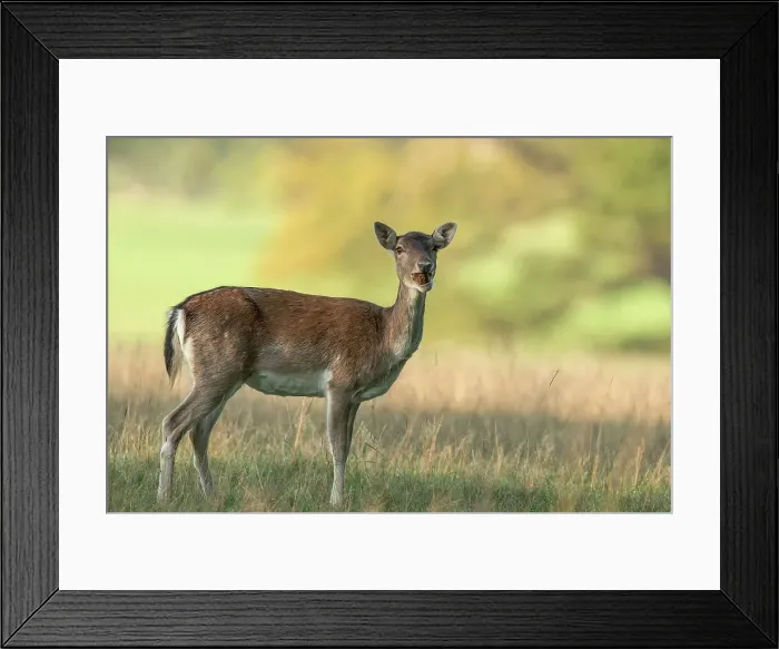 Framed Print : Fallow Deer (Dama dama) hind eating sweet chestnuts during rut