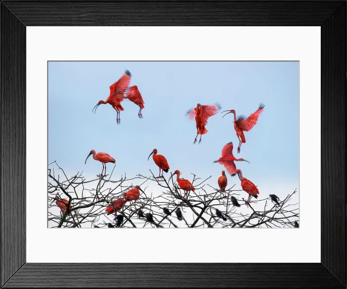 Framed Print : Scarlet Ibis (Eudocimus ruber) flying into roost site at dusk Framed Print : Scarlet Ibis (Eudocimus ruber) flying into roost site at dusk