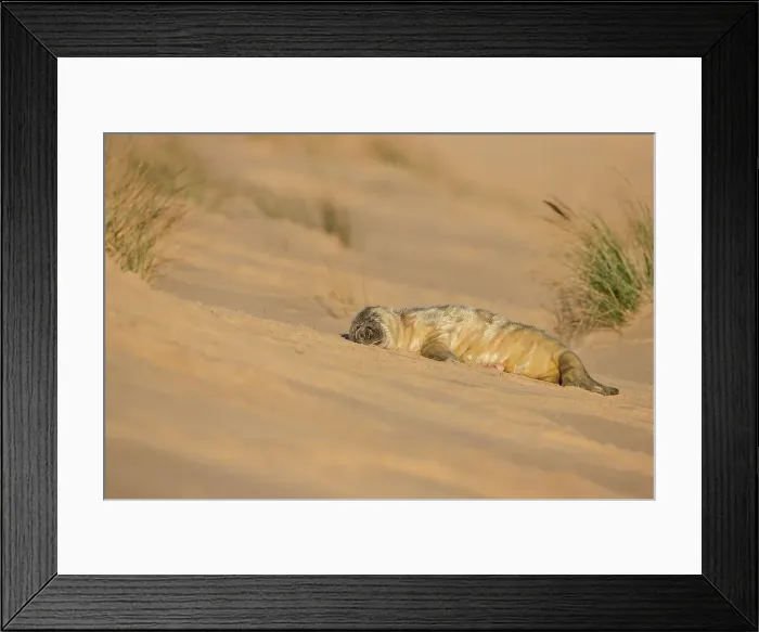 Framed Print : Grey seal newborn pup (Halichoerus grypus) breeding colony Framed Print : Grey seal newborn pup (Halichoerus grypus) breeding colony