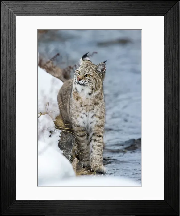 Framed Print : North American Bobcat (Lynx rufus) stalking along the edge of the Madison River Framed Print : North American Bobcat (Lynx rufus) stalking along the edge of the Madison River