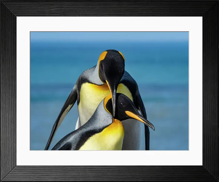 Framed Print : Antarctica Aptenodytes Patagonicus Climate Change