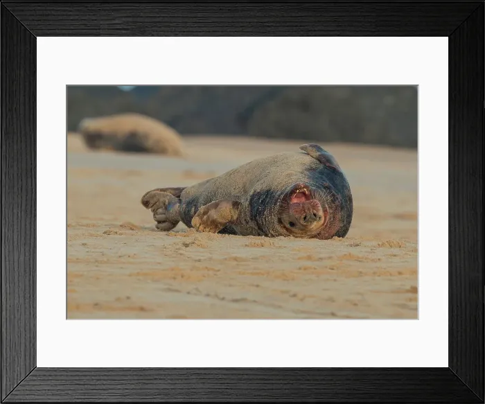 Framed Print : Grey seal bull (Halichoerus grypus) breeding colony