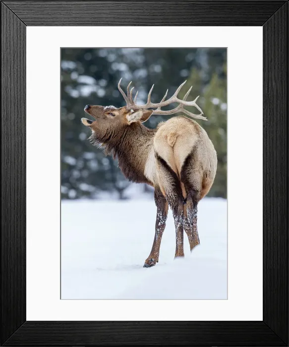 Framed Print : Bull North American Elk (Cervus canadensis)(formely Cervus elephus) bellowing