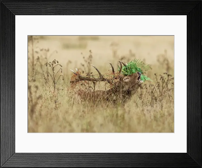 Framed Print : Male Red deer (Cervus elaphus) roaring in long grass Framed Print : Male Red deer (Cervus elaphus) roaring in long grass