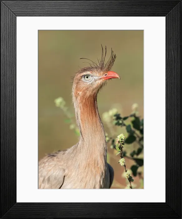 Framed Print : Red-legged, Seriema (Cariama cristata) Framed Print : Red-legged, Seriema (Cariama cristata)