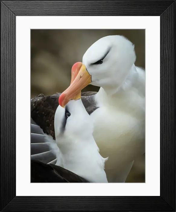 Framed Print : Black-browed Albatross Climate Change Falkland Islands