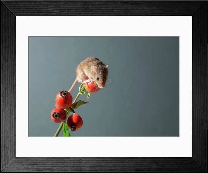 Framed Print : Eurasian harvest mouse (Micromys minutus) on rosehips Framed Print : Eurasian harvest mouse (Micromys minutus) on rosehips