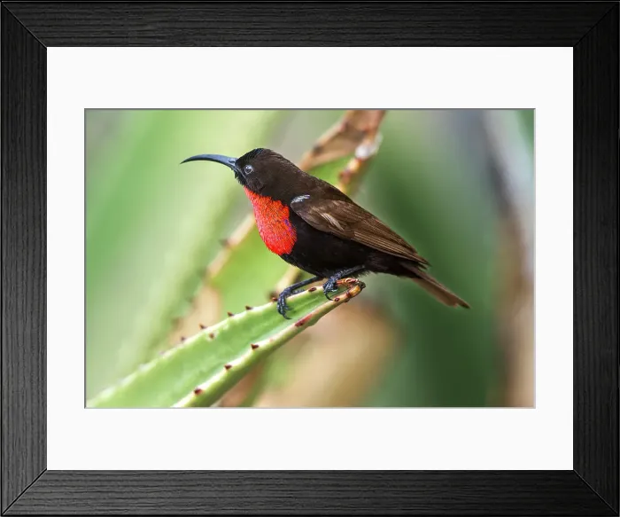 Framed Print : Male Scarlet-chested Sunbird (Chalcomitra senegalensis) perched on Aloe flower Framed Print : Male Scarlet-chested Sunbird (Chalcomitra senegalensis) perched on Aloe flower