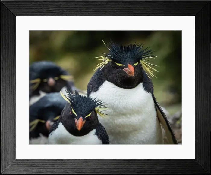 Framed Print : Climate Change Eudyptes Chrysocome Falkland Islands Framed Print : Climate Change Eudyptes Chrysocome Falkland Islands