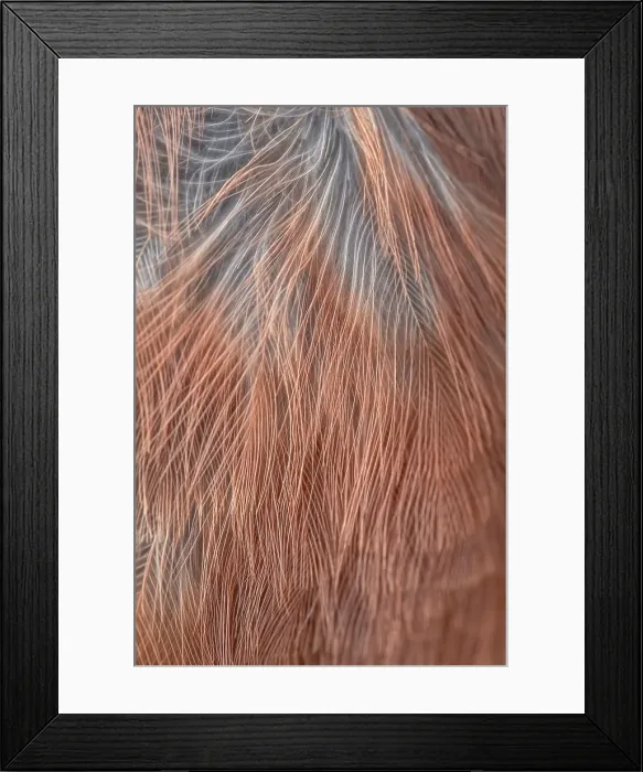 Framed Print : England, Norfolk, Eurasian Jay's (Garrulus glandarius) wing feathers Framed Print : England, Norfolk, Eurasian Jay's (Garrulus glandarius) wing feathers