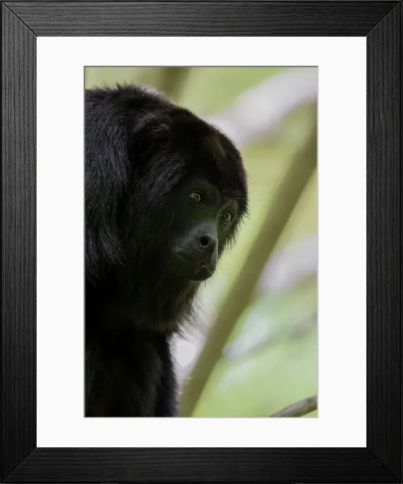 Framed Print : Alouatta Pigra, While you might not always see them you often hear howler monkeys while visiting Xunantunich