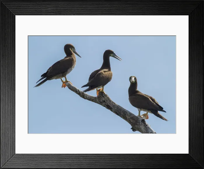 Framed Print : Sula leucogaster, Fully mature brown boobies have a white breast Framed Print : Sula leucogaster, Fully mature brown boobies have a white breast