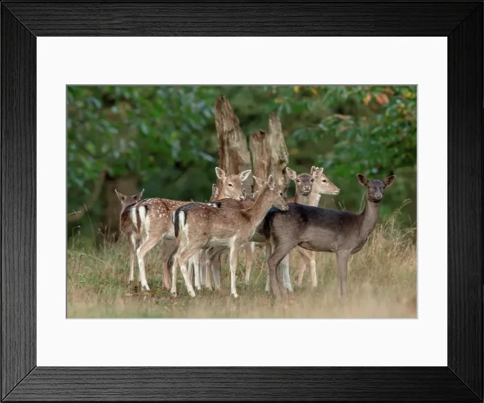 Framed Print : Fallow Deer (Dama dama) hinds and young during rut