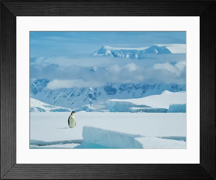 Framed Print : Antarctica Climate Change Cuverville Island Drake Passage Framed Print : Antarctica Climate Change Cuverville Island Drake Passage