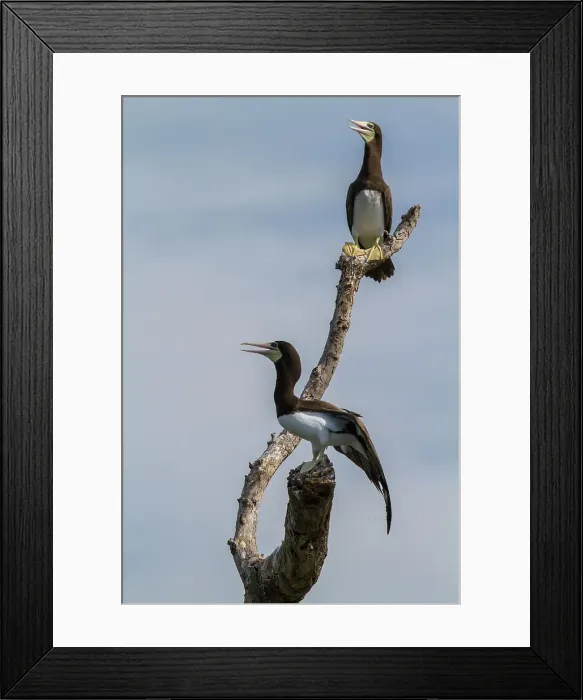 Framed Print : A Pair of Adult Brown Boobies, Sula leucogaster