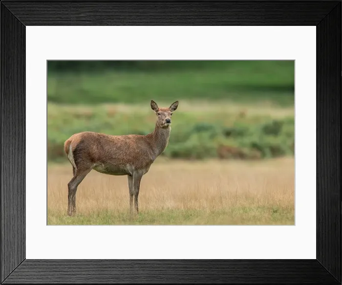 Framed Print : Female Red deer (Cervus elaphus) standing on grass Framed Print : Female Red deer (Cervus elaphus) standing on grass