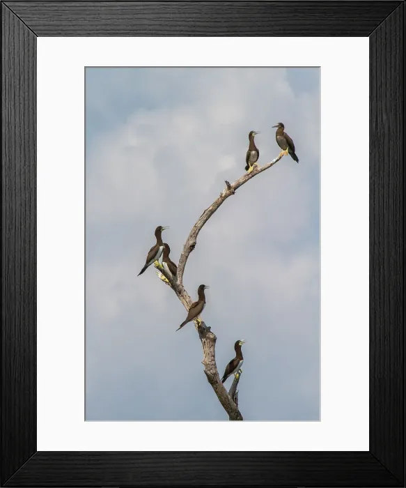 Framed Print : Sula leucogaster, Fully mature brown boobies have a white breast