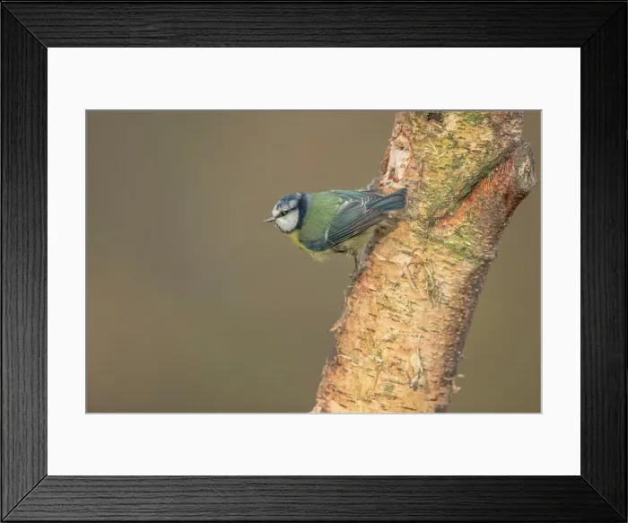 Framed Print : England, Norfolk, Blue Tit (Parus caeruleus) perching on tree in woodland setting