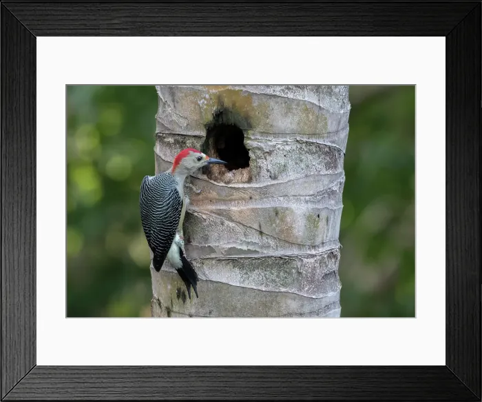 Framed Print : Melanerpes aurifrons, A Male Golden-Fronted Woodpecker Peers into a Nest Hole Framed Print : Melanerpes aurifrons, A Male Golden-Fronted Woodpecker Peers into a Nest Hole