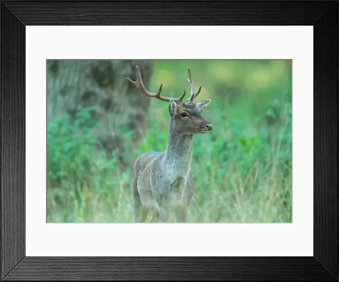 Framed Print : Fallow Deer (Dama dama) stag during rut Framed Print : Fallow Deer (Dama dama) stag during rut