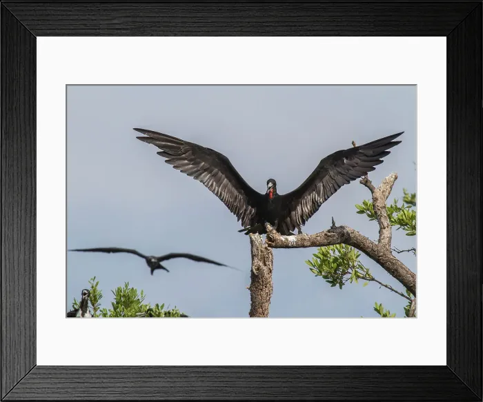 Framed Print : Fregata magnificens, An Adult Magnificent Frigatebird Lands Framed Print : Fregata magnificens, An Adult Magnificent Frigatebird Lands