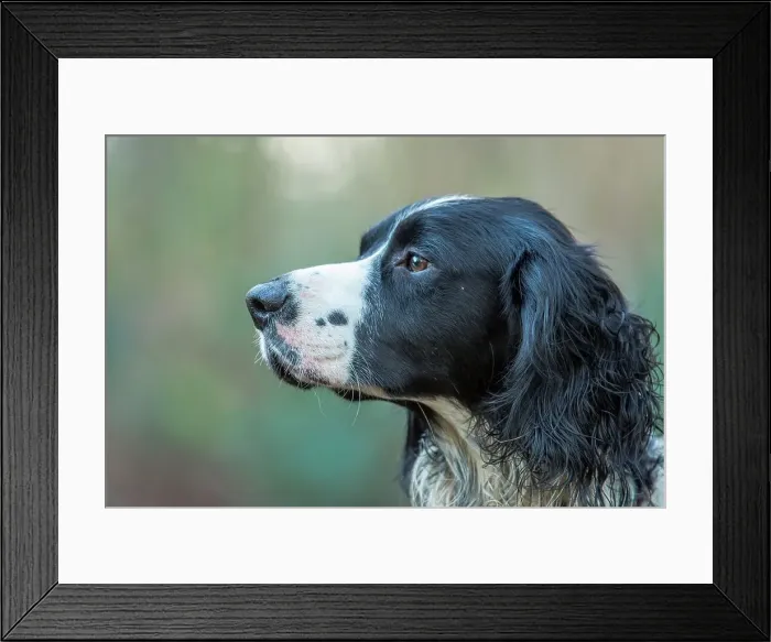 Framed Print : England, Norfolk, Portrait of Springer Spaniel Framed Print : England, Norfolk, Portrait of Springer Spaniel
