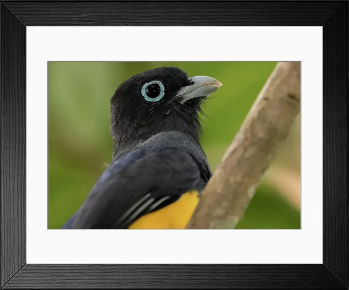 Framed Print : Trogon melanocephalus, Male Black-Headed Trogon Framed Print : Trogon melanocephalus, Male Black-Headed Trogon