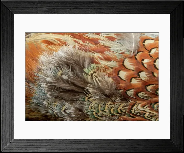 Framed Print : Detail of American Blue Backed Pheasant feathers Framed Print : Detail of American Blue Backed Pheasant feathers