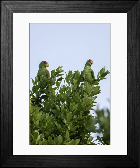 Framed Print : Amazona albifrons, A Pair of White-Fronted Parrots