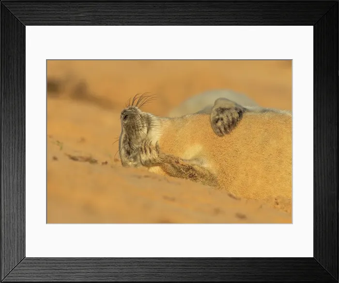 Framed Print : Grey seal pup (Halichoerus grypus) breeding colony Framed Print : Grey seal pup (Halichoerus grypus) breeding colony