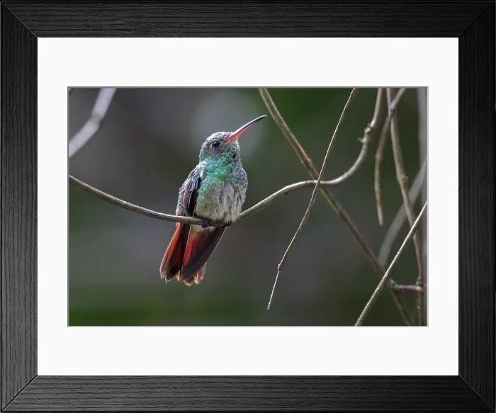 Framed Print : Amazilia rutila, A Perching Cinnamon Hummingbird