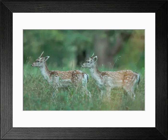 Framed Print : Fallow Deer (Dama dama) young males during rut Framed Print : Fallow Deer (Dama dama) young males during rut