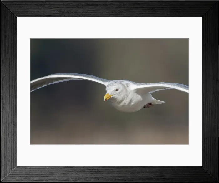 Framed Print : larus glaucescens, Gliding Glaucus-Winged Gull Framed Print : larus glaucescens, Gliding Glaucus-Winged Gull
