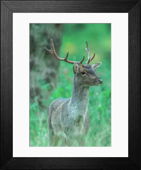 Framed Print : Fallow Deer (Dama dama) stag during rut Framed Print : Fallow Deer (Dama dama) stag during rut