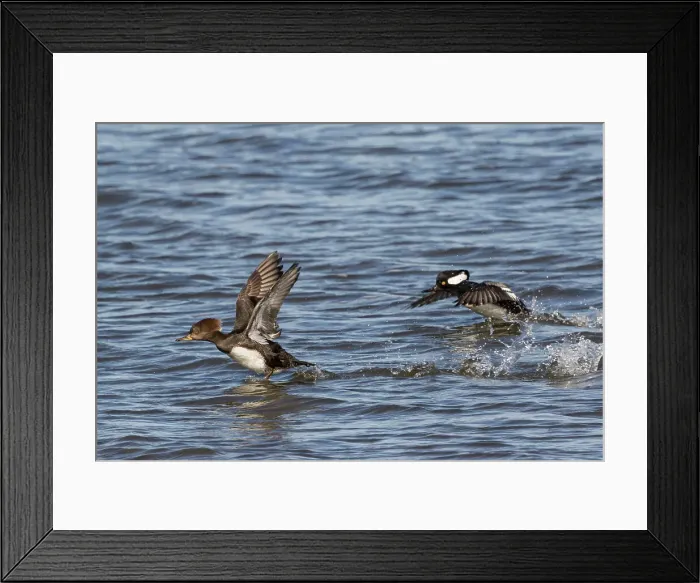 Framed Print : A female (front) and male (back) hooded mergansers achieve a running start take-off Framed Print : A female (front) and male (back) hooded mergansers achieve a running start take-off