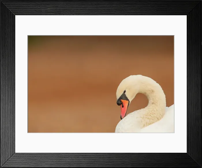Framed Print : Close-up of a Mute swan (Cygnus olor)