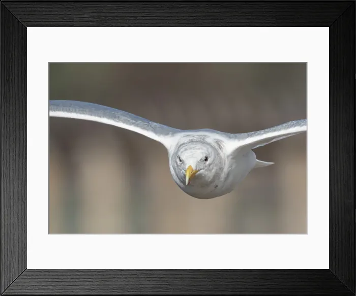 Framed Print : larus glaucescens, Gliding Glaucus-Winged Gull