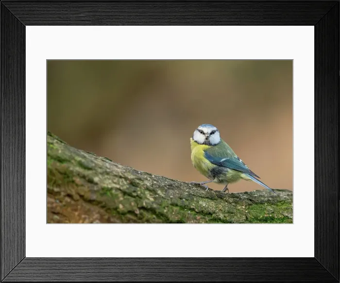 Framed Print : England, Norfolk, Blue Tit (Parus caeruleus) perching on tree in woodland setting