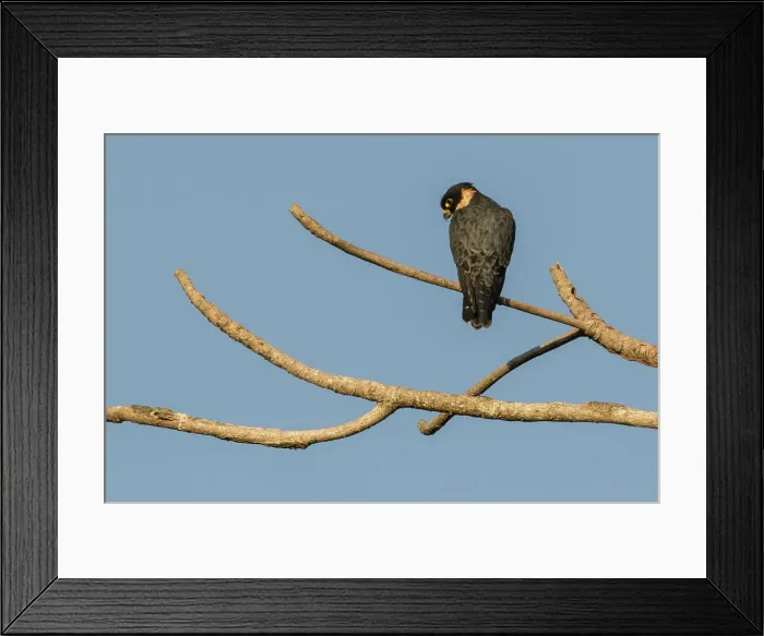 Framed Print : Falco deiroleucus, Orange-Breasted Falcon, Belize